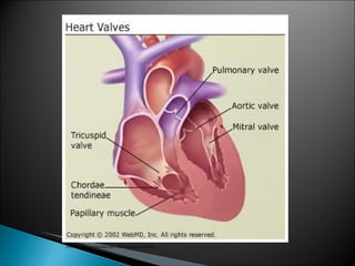 Sheep Heart Dissection