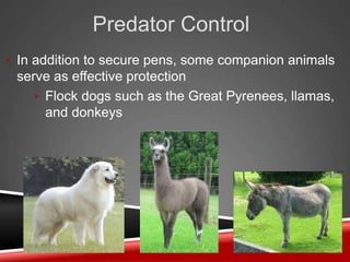 Sheep-Production.pptx