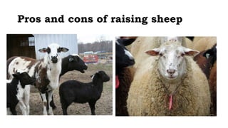 Sheep 101 Slide 3