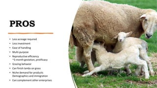 Sheep 101 Slide 4