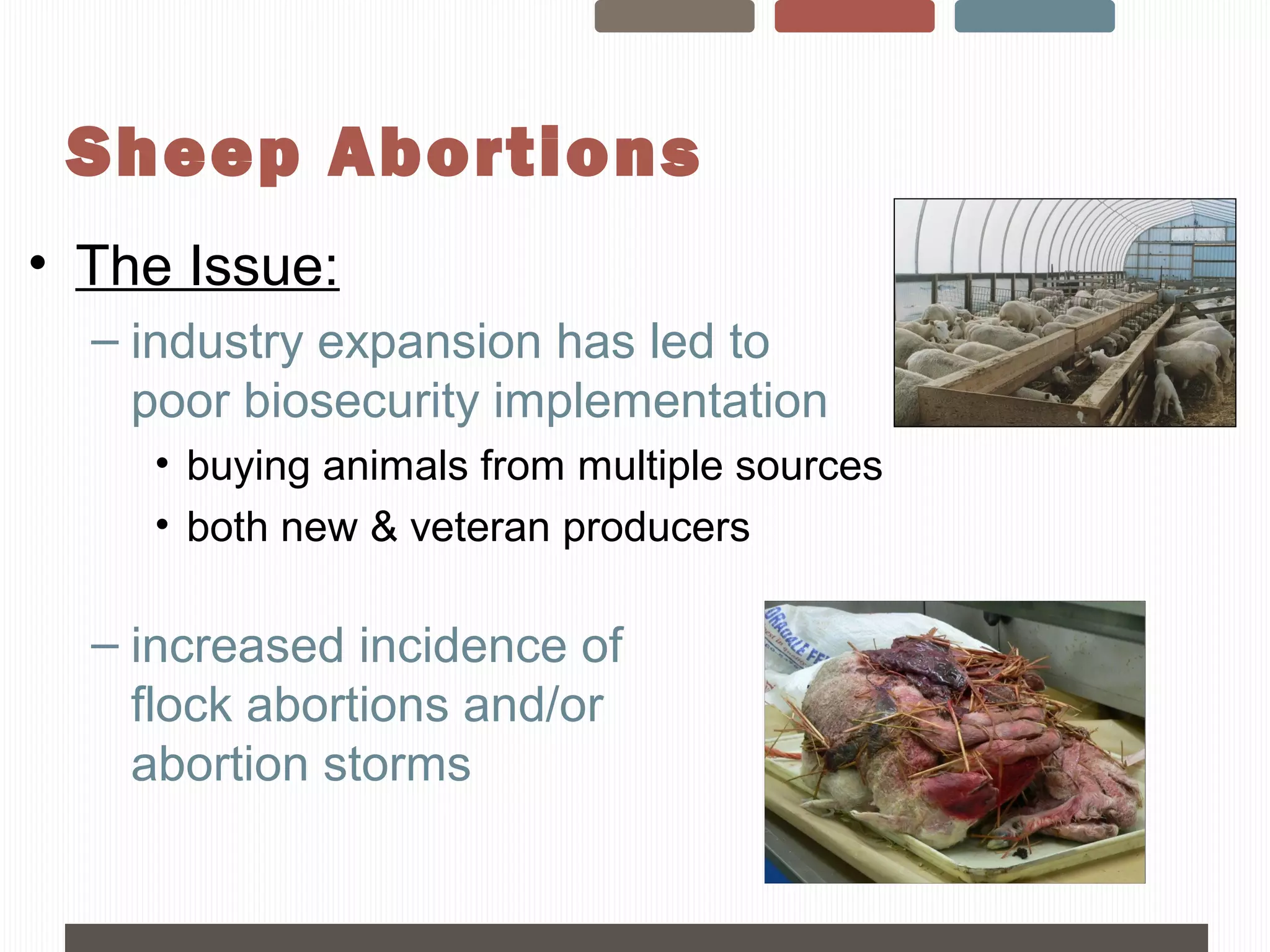 Sheep Day - Sheep Abortions, Jocelyn Jansen | PPT | Pregnancy ...