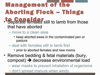 Sheep Day - Sheep Abortions, Jocelyn Jansen | PPT