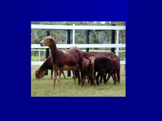 Sheep and Goat | PPT