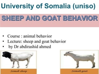 University of Somalia (uniso)
• Course : animal behavior
• Lecture: sheep and goat behavior
• by Dr abdirashid ahmed
 