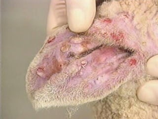 Sheep and goat pox
