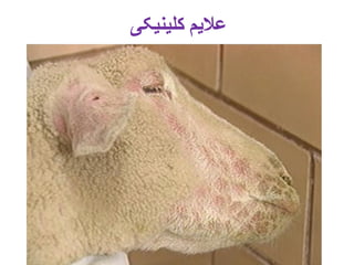 Sheep and goat pox