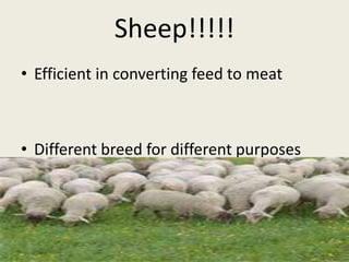 sheep_and_goats.ppt