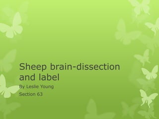 Sheep brain-dissection
and label
By Leslie Young
Section 63
 