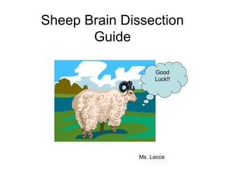 Sheep Brain Dissection
Guide
Good
Luck!!
Ms. Lecce
 