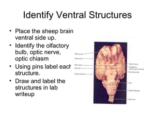 Sheep brain diagram labeled