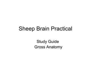Sheep Brain Practical
Study Guide
Gross Anatomy
 