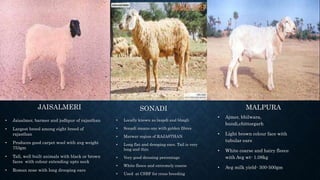 JAISALMERI
• Jaisalmer, barmer and jodhpur of rajasthan
• Largest breed among eight breed of
rajasthan
• Produces good carpet wool with avg weight
753gm
• Tall, well built animals with black or brown
faces with colour extending upto neck
• Roman nose with long drooping ears
SONADI
• Locally known as laapdi and bhagli
• Sonadi means one with golden fibres
• Marwar region of RAJASTHAN
• Long flat and drooping ears. Tail is very
long and thin
• Very good dressing percentage
• White fleece and extremely coarse
• Used at CSBF for cross breeding
• Ajmer, bhilwara,
bundi,chittorgarh
• Light brown colour face with
tubular ears
• White coarse and hairy fleece
with Avg wt- 1.08kg
• Avg milk yield- 300-500gm
MALPURA
 