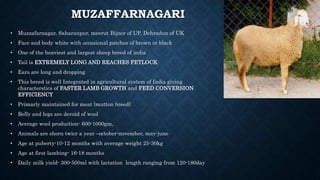 MUZAFFARNAGARI
• Muzzafarnagar, Saharanpur, meerut Bijnor of UP, Dehradun of UK
• Face and body white with occasional patches of brown or black
• One of the heaviest and largest sheep breed of india
• Tail is EXTREMELY LONG AND REACHES FETLOCK
• Ears are long and dropping
• This breed is well Integrated in agricultural system of India giving
characterstics of FASTER LAMB GROWTH and FEED CONVERSION
EFFICIENCY
• Primarly maintained for meat (mutton breed)
• Belly and legs are devoid of wool
• Average wool production- 600-1000gm,
• Animals are shorn twicr a year –october-november, may-june
• Age at puberty-10-12 months with average weight 25-30kg
• Age at first lambing- 16-18 months
• Daily milk yield- 300-500ml with lactation length ranging from 120-180day
 