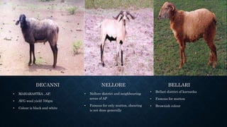 DECANNI
• MAHARASTRA , AP,
• AVG wool yield 700gm
• Colour is black and white
NELLORE
• Nellore district and neighbouring
areas of AP
• Famous for only mutton, shearing
is not done generally
BELLARI
• Bellari district of karnatka
• Famous for mutton
• Brownish colour
 