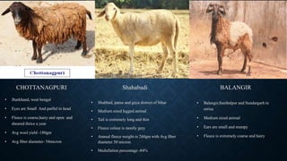 CHOTTANAGPURI
• Jharkhand, west bengal
• Eyes are Small And parllel to head
• Fleece is coarse,hairy and open and
sheared thrice a year
• Avg wool yield -180gm
• Avg fiber diameter- 54micron
Shahabadi
• Shahbad, patna and gaya district of bihar
• Medium sized legged animal
• Tail is extremely long and thin
• Fleece colour is mostly grey
• Annual fleece weight-is 260gm with Avg fiber
diameter 50 micron
• Medullation percentage -84%
BALANGIR
• Balangir,Sambalpur and Sundargarh in
orrisa
• Medium sized animal
• Ears are small and stumpy
• Fleece is extremely coarse and hairy
 