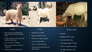 GADDI
• Native to kistwar and bhadarwah
tehsil of j&k and widely distributed
to HP
• Usually whitish tan, brown and black
mixtures are also seen
• avg wool yield= 437-696gm
• Wool is of fine quality and dense(1-
1.5kg/year)
• **Kulllu shawls are made from it
GUREZ
• Baramula dist of j&k
• Biggest Kashmiri breed
• Mutton is of superior quality
• Ewes are good milkers
• Fleece is coarse and hairy
• *being crossed with merino for
improvement
Kashmir merino
• Kashmir
• Multiple Folds on skin
• Avg wool yield: 3kg
• Avg staple length:15-16cm
• Wool is of superior quality
• Avg fiber diameter: 20.4
 