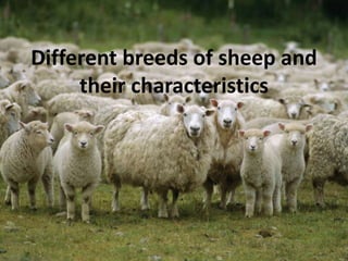 Different breeds of sheep and
their characteristics
 