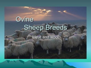 Ovine  Sheep Breeds Meat and wool 