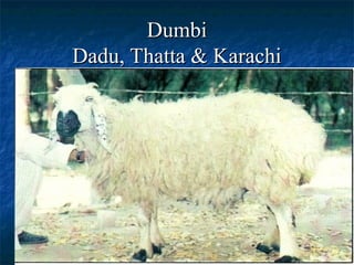 SHEEP BREEDS of Pakistan in All Areas.ppt