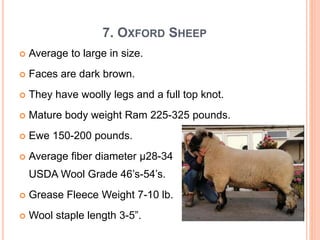 Sheep Size Comp SHEEP BREEDS DETAILED.pptx