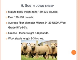 Sheep Size Comp SHEEP BREEDS DETAILED.pptx