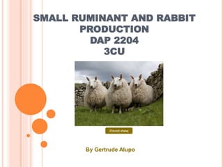 SMALL RUMINANT AND RABBIT
PRODUCTION
DAP 2204
3CU
By Gertrude Alupo
Chevoit sheep
 