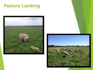 Pasture Lambing
 