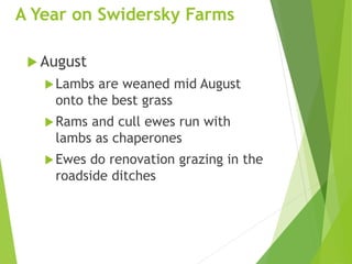 A Year on Swidersky Farms
 August
Lambs are weaned mid August
onto the best grass
Rams and cull ewes run with
lambs as chaperones
Ewes do renovation grazing in the
roadside ditches
 
