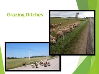 Grazing Ditches
 