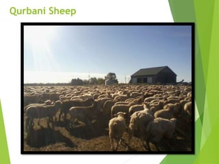 Qurbani Sheep
 