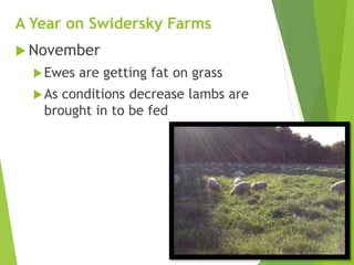 A Year on Swidersky Farms
 November
Ewes are getting fat on grass
As conditions decrease lambs are
brought in to be fed
 