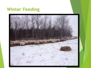 Winter Feeding
 