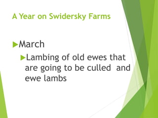 A Year on Swidersky Farms
March
Lambing of old ewes that
are going to be culled and
ewe lambs
 
