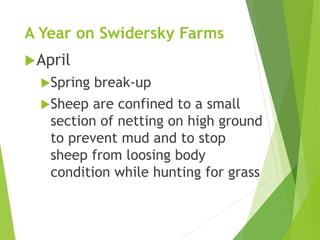 A Year on Swidersky Farms
April
Spring break-up
Sheep are confined to a small
section of netting on high ground
to prevent mud and to stop
sheep from loosing body
condition while hunting for grass
 
