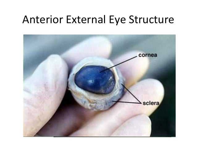 Sheep eye dissection