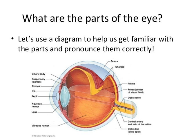 38 Cow Eye Dissection Worksheet Answer Key - Worksheet Source 2021