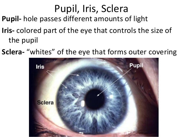 Sheep eye dissection cow eye diagram label 