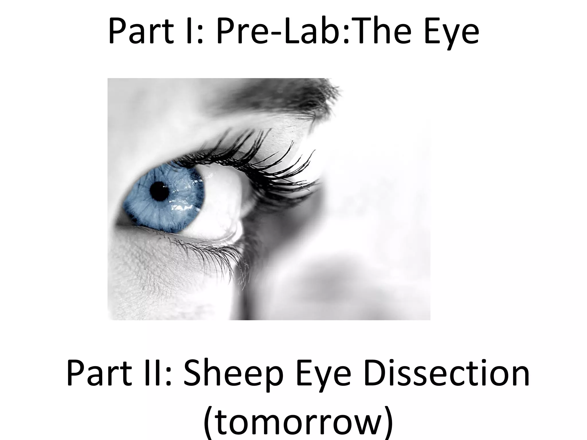 Sheep eye dissection 2019 PPT