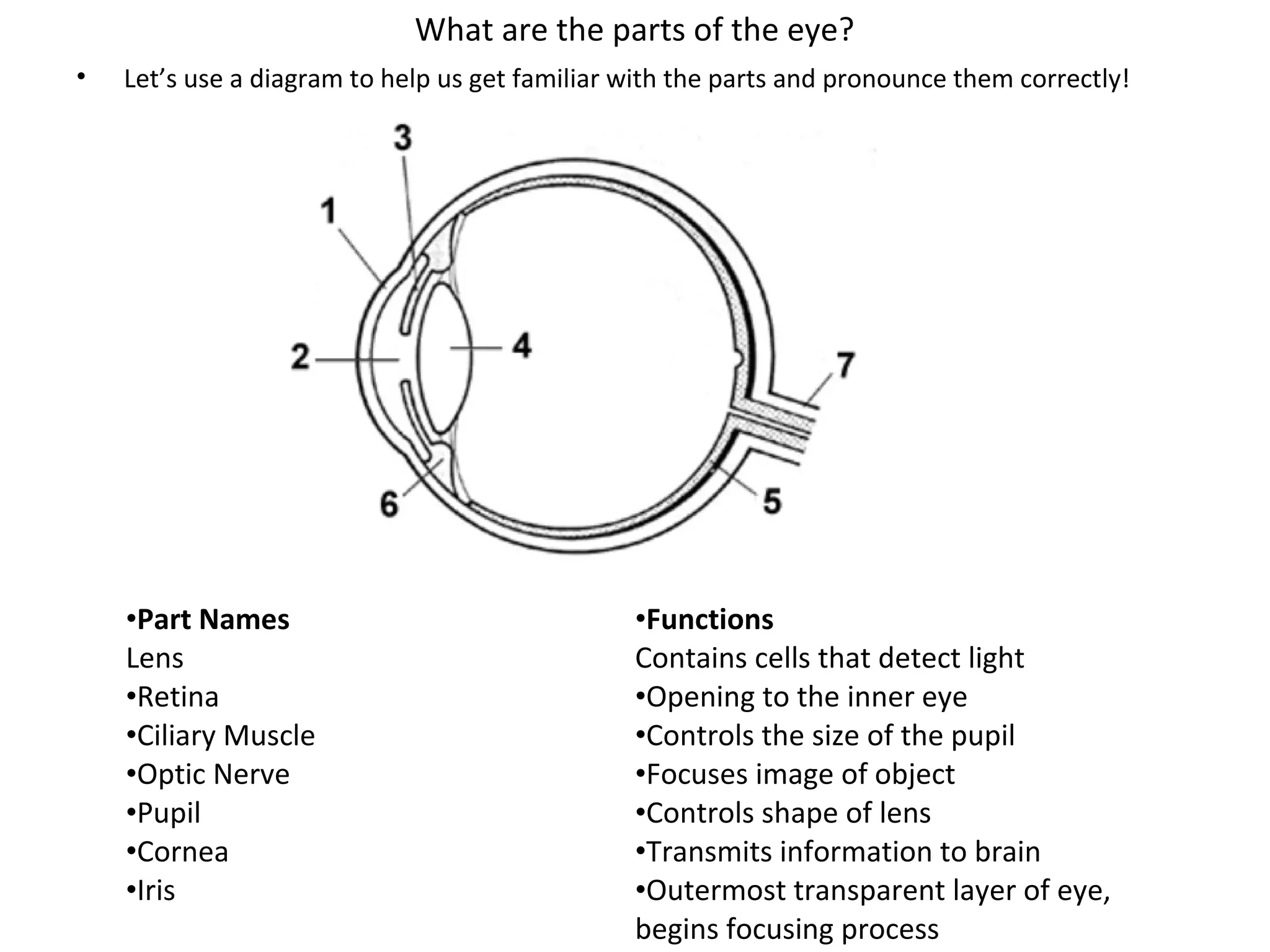 Eye Disection Lab The Best Of Anatomy Sheep Eye Dissection Analysis