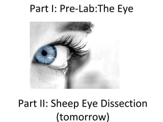 Part I: Pre-Lab:The Eye
Part II: Sheep Eye Dissection
(tomorrow)
 