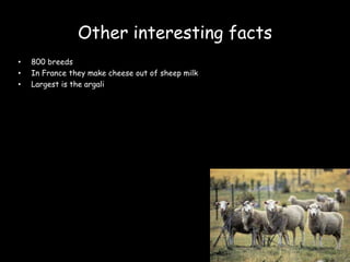 Other interesting facts 800 breeds In France they make cheese out of sheep milk Largest is the argali 