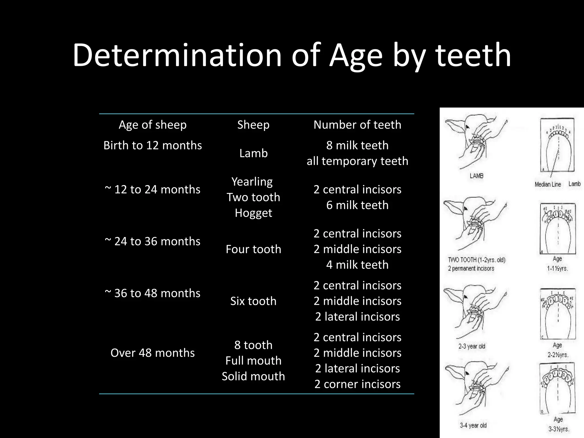 Determination of Age by teeth
Age of sheep Sheep Number of teeth
Birth to 12 months
Lamb
8 milk teeth
all temporary teeth
~ 12 to 24 months
Yearling
Two tooth
Hogget
2 central incisors
6 milk teeth
~ 24 to 36 months
Four tooth
2 central incisors
2 middle incisors
4 milk teeth
~ 36 to 48 months
Six tooth
2 central incisors
2 middle incisors
2 lateral incisors
Over 48 months
8 tooth
Full mouth
Solid mouth
2 central incisors
2 middle incisors
2 lateral incisors
2 corner incisors
 