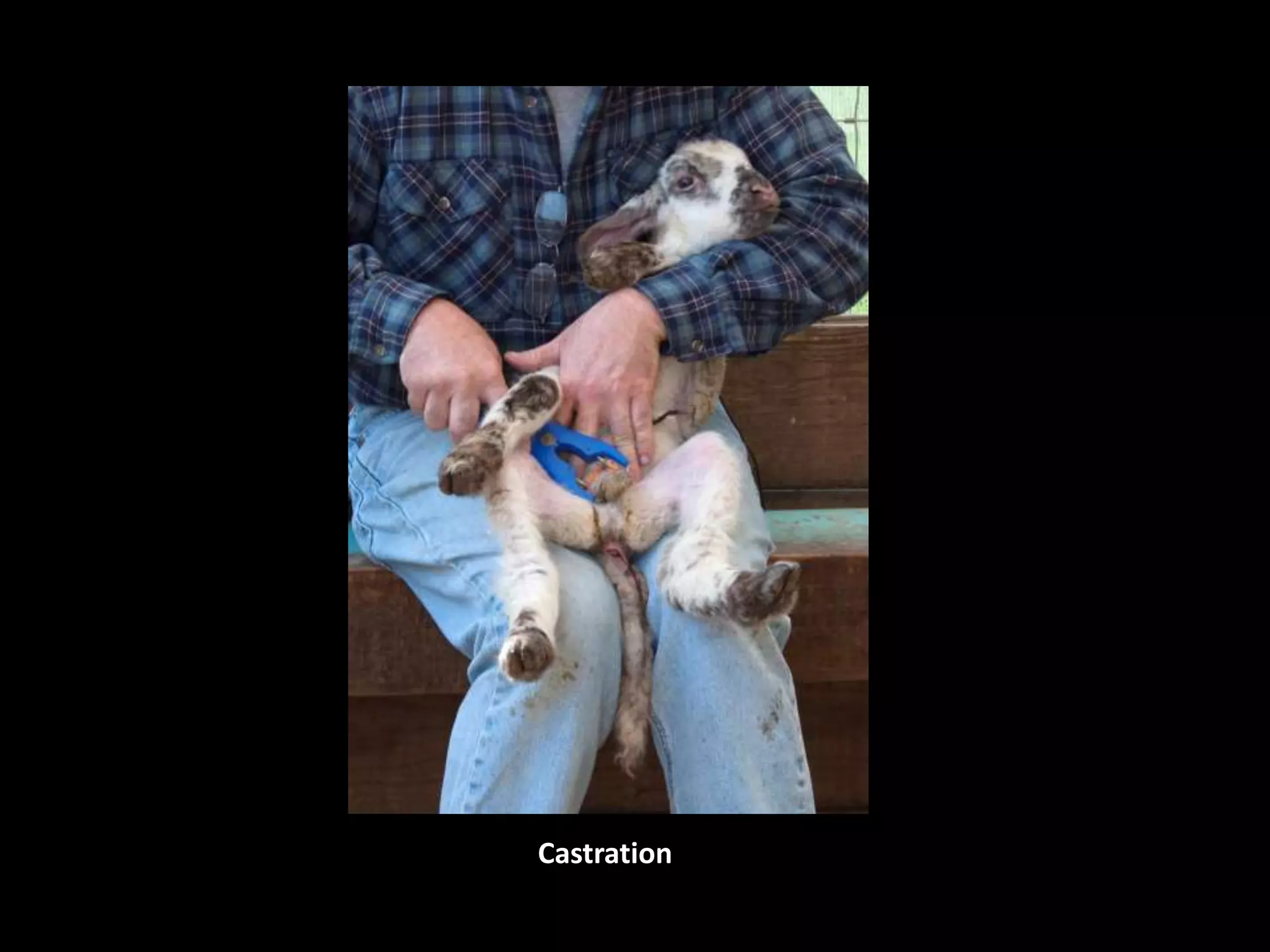 Castration
 