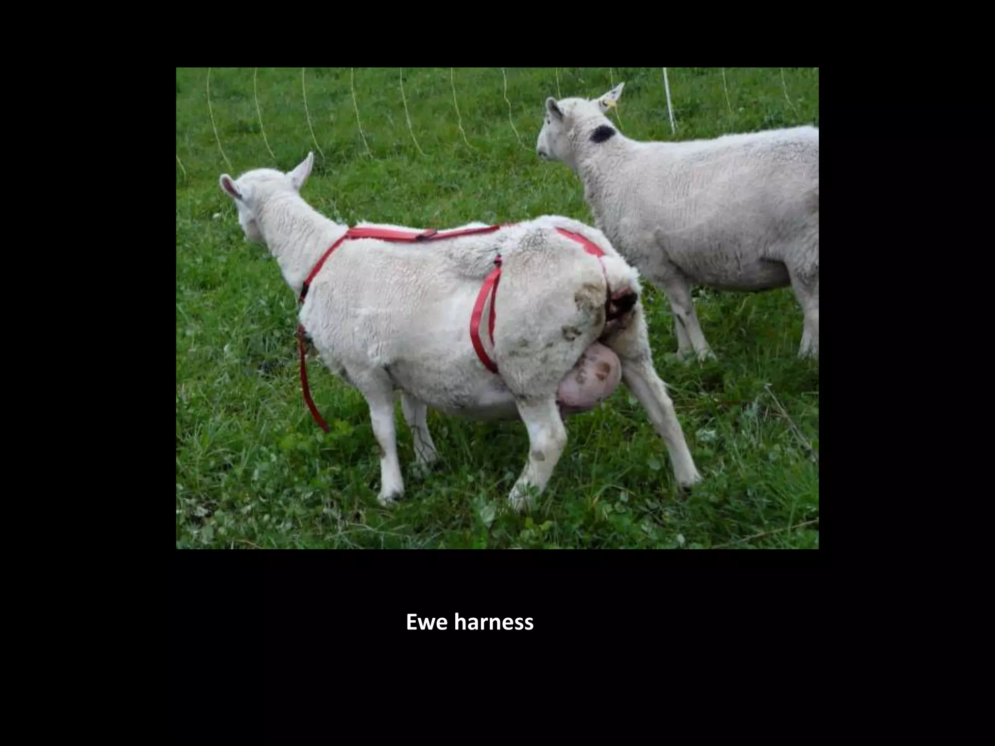 Ewe harness
 
