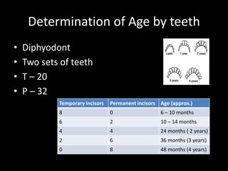 Determination of Age by teeth
• Diphyodont
• Two sets of teeth
• T – 20
• P – 32
Temporary incisors Permanent incisors Age (approx.)
8 0 6 – 10 months
6 2 10 – 14 months
4 4 24 months ( 2 years)
2 6 36 months (3 years)
0 8 48 months (4 years)
 