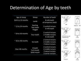 Determination of Age by teeth
Age of sheep Sheep Number of teeth
Birth to 12 months
Lamb
8 milk teeth
all temporary teeth
~ 12 to 24 months
Yearling
Two tooth
Hogget
2 central incisors
6 milk teeth
~ 24 to 36 months
Four tooth
2 central incisors
2 middle incisors
4 milk teeth
~ 36 to 48 months
Six tooth
2 central incisors
2 middle incisors
2 lateral incisors
Over 48 months
8 tooth
Full mouth
Solid mouth
2 central incisors
2 middle incisors
2 lateral incisors
2 corner incisors
 