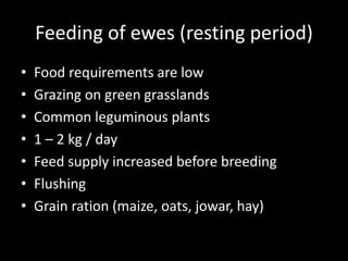 Feeding of ewes (resting period)
• Food requirements are low
• Grazing on green grasslands
• Common leguminous plants
• 1 – 2 kg / day
• Feed supply increased before breeding
• Flushing
• Grain ration (maize, oats, jowar, hay)
 