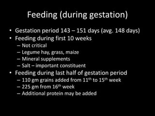 Feeding (during gestation)
• Gestation period 143 – 151 days (avg. 148 days)
• Feeding during first 10 weeks
– Not critical
– Legume hay, grass, maize
– Mineral supplements
– Salt – important constituent
• Feeding during last half of gestation period
– 110 gm grains added from 11th to 15th week
– 225 gm from 16th week
– Additional protein may be added
 