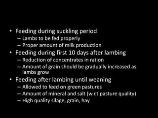 • Feeding during suckling period
– Lambs to be fed properly
– Proper amount of milk production
• Feeding during first 10 days after lambing
– Reduction of concentrates in ration
– Amount of grain should be gradually increased as
lambs grow
• Feeding after lambing until weaning
– Allowed to feed on green pastures
– Amount of mineral and salt (w.r.t pasture quality)
– High quality silage, grain, hay
 