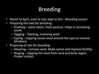 Breeding
• March to April, June to July, Sept to Oct – Breeding season
• Preparing the ewe for breeding:
– Flushing – extra ration, fresh pasture. Helps in increasing
ovum
– Tagging – Docking, removing wool
– Eyeing – clipping excess wool around the eyes to remove
blindness
• Preparing of ram for breeding:
– Shearing – remove wool. Make active and improve fertility
– Ringing – clipping the wool from neck and belly region.
Proper contact
 